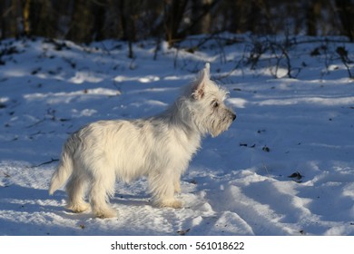 Four months old West Highland White Terrier in forest.