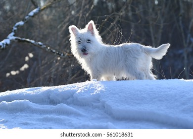 Four months old West Highland White Terrier in forest.