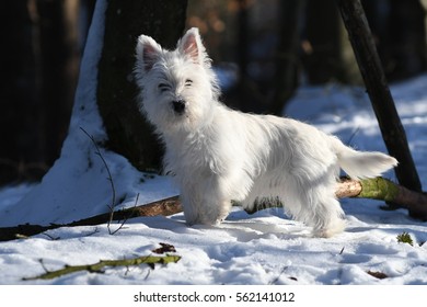 Four months old West Highland White Terrier in forest