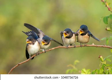 Four nestling barn swallows (Hirundo rustica) waiting for their parents sitting on a branch on a beautiful green background.