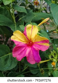 Four O Clock Plant, Marvel Of Peru.jpg