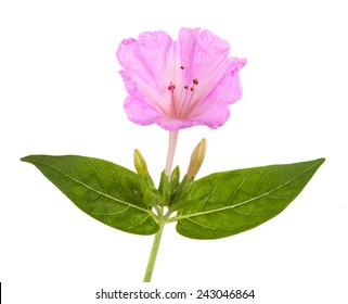 4 O Clock Flower Images Stock Photos Vectors Shutterstock