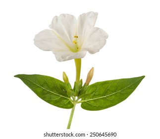 Four O'clock Flower Isolated On White Background