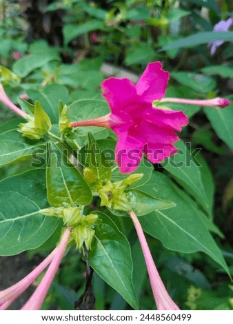 The Four O'Clock Flower (Mirabilis jalapa) is a colorful and fragrant flowering plant known for its trumpet-shaped blooms that typically open in the late afternoon or early evening, hence the name.