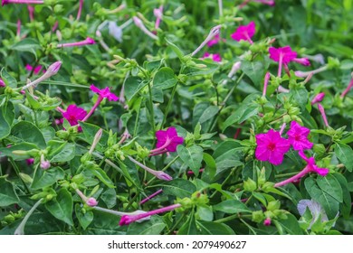 Four O'clock Flowers (Mirabilis Jalapa) Belong To The Order Caryophyllales, Family Nyctaginaceae. This Plant Is An Ornamental Plant That Has Beautiful Colorful Flowers. This Flower Blooms Around 4 Pm.