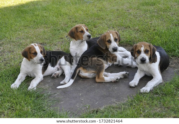 Four Old\
English Foxhound puppies lay down\
together.