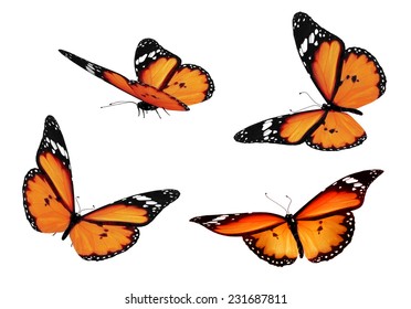 Four orange butterflies - Shutterstock ID 231687811