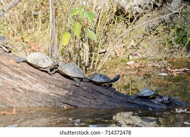 Four Painted Turtles Sit On Log Stock Photo 714372478 | Shutterstock