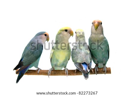 Four of Peach-faced Lovebirds (Agapornis roseicollis motley clarified blue and blue morphs) on the white background