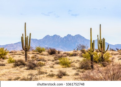 Four Peaks, a prominent landmark of the Mazatzal Mountains on the eastern skyline of Phoenix, Arizona, is framed by tall saguaro cacti in the desert.