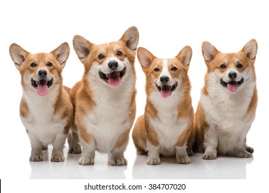 Four Pembroke Welsh Corgi Dogs Posing On White Background All Smiling