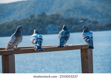 Four pigeons perch on a wooden railing overlooking a calm body of water. The birds display a variety of plumage, with shades of gray, white, and black.  - Powered by Shutterstock