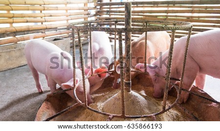 Four pigs are eating happily and morning sun.