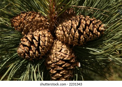 Four pine cones