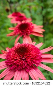 Four Pink Echinacea ‘Raspberry Truffle’ In A Row With A Blurry Green Background.