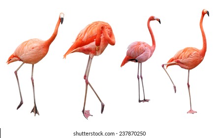 Four pink flamingo birds isolated on white