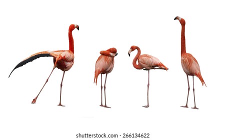 Four pink flamingo birds isolated on white