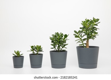 four plants different sizes of crassula ovata or money or jade tree in pots lined up in ascending order on a white background. plant growth stages - Powered by Shutterstock