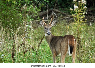 Four Point Buck Stock Photo (Edit Now) 39748918