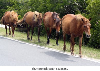 four ponies walking down the road