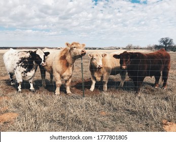 Four Prize Winning Steers From The Texas State Fair