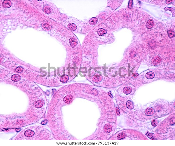 Microscope Simple Cuboidal Epithelium Kidney - Micropedia