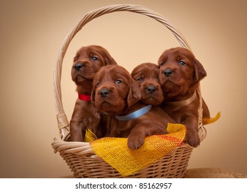 Four Puppies Of Setter Sit In Basket, Studio,horizontal