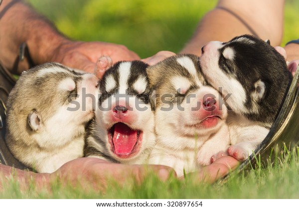 Four puppies Siberian\
Husky. Litter dogs in the hands of the breeder. Newborn puppies\
with eyes closed