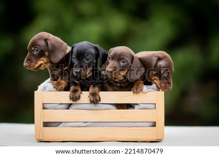 four puppy dwarf Dachshund sitting 