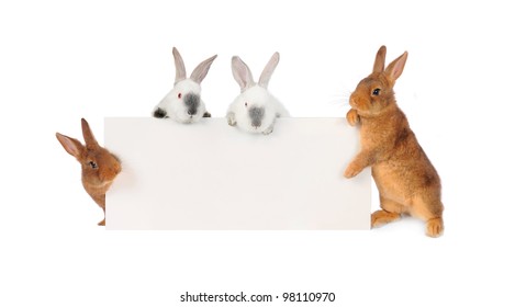 2,280 4 Rabbits On White Background Images, Stock Photos & Vectors ...