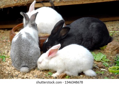 Four Rabbits Rabbits Have Lunch Outside. Rabbit Enclosure