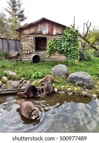 Four Raccoons And Old House Are Near The Water