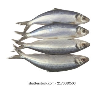 Four Raw Herring Fishes Isolated On White