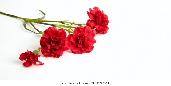 Four Red Carnations Lie On White Background. Isolated Flowers Branch. Banner. Copy Space. Template Business Card. Flower Shop Concept. May 9 Victory Day. Love Symbol. Layout. Holiday Postcard Mockup.