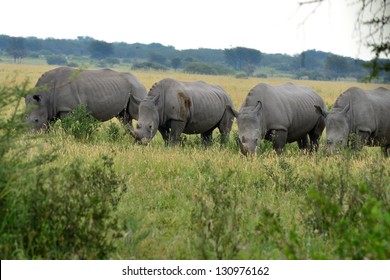 Four Rhino In Khama Rhino Sanctuary,Botswana,Africa