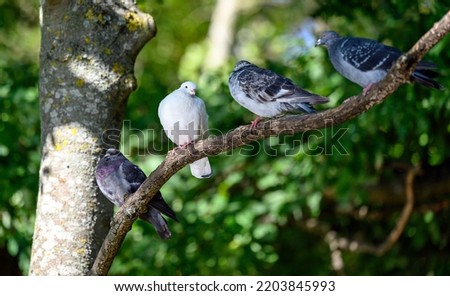 Four rock doves or common pigeons or feral pigeons in Kelsey Park, Beckenham, Greater London. Doves (pigeons) sitting in a tree. Rock dove or common pigeon (Columba livia), UK.