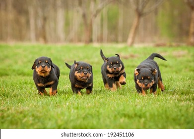 Four Rottweiler Puppies Running