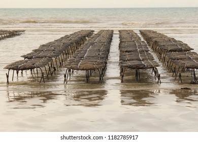 Four Rows With Tables With Oyster Bags At The French Coast In Normandy With Low Tide In Summer And The Sea In The Background