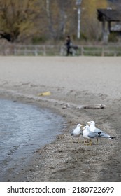 Four Seagulls By The Lake Hangout Together