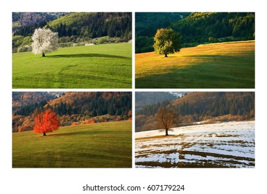 Four Season Single Spring Cherry Tree On Meadow. One Year In Life Of Tree. Spring, Summer, Autumn, Winter Landscape.