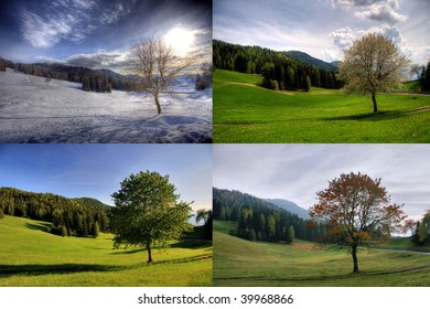 Four Season Tree