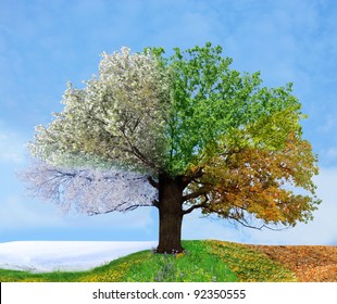 Four season tree - Shutterstock ID 92350555