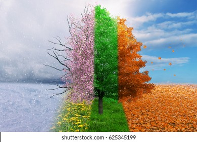 Four season tree magical  nature