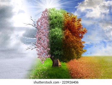 Four season tree, photo manipulation, magical, nature