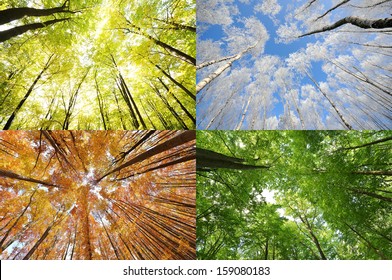 Four seasons in the forest