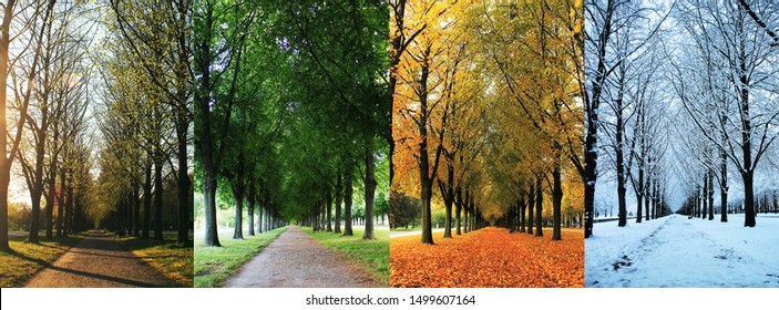 The four seasons of the herrenhausen garden alley in hanover / Germany - spring, summer, autumn, winter - Shutterstock ID 1499607164