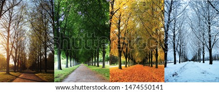 The four seasons of the herrenhausen garden alley in hanover / Germany - spring, summer, autumn, winter