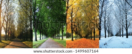 The four seasons of the herrenhausen garden alley in hanover / Germany - spring, summer, autumn, winter
