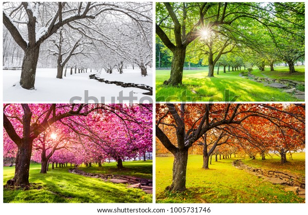 Four seasons with japanese cherry trees in Hurd\
Park, Dover, New Jersey