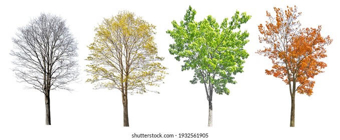 Four Seasons Maple Tree Isolated On Stock Photo 1932561905 | Shutterstock